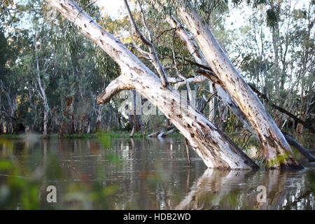 Murray River, avec redgums l'Australie Banque D'Images