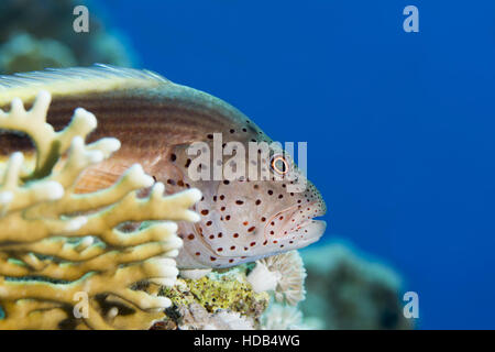 Recto verso noir, hawkfish hawkfish rousseur ou Forster a hawkfish (Paracirrhites forsteri) repose sur un récif de corail, mer Rouge, Hurghada, péninsule du Sinaï, Égypte Banque D'Images