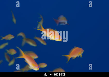 Banc de poissons, lyretail coralfish mer goldie, lyretail Anthias anthias ou scalefin (Pseudanthias squamipinnis) sur l'arrière-plan d'eau bleue Banque D'Images