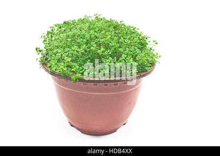 Accueil plante en pot isolated on white Banque D'Images Accueil plante en pot isolated on white Banque D'Images