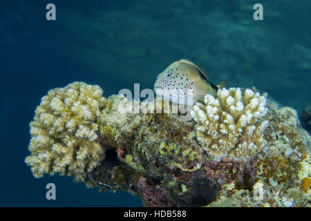 Recto verso noir, hawkfish hawkfish rousseur ou Forster a hawkfish (Paracirrhites forsteri) repose sur un récif de corail, mer Rouge, Hurghada, péninsule du Sinaï, Égypte Banque D'Images