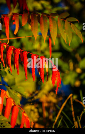 Le vert et le rouge des feuilles de sumac en octobre. Banque D'Images