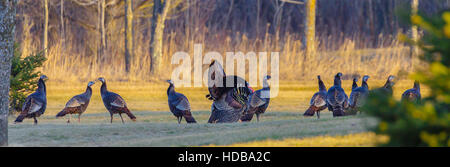 Vue panoramique d'une pavane tom la Turquie avec ses poules au printemps. Banque D'Images