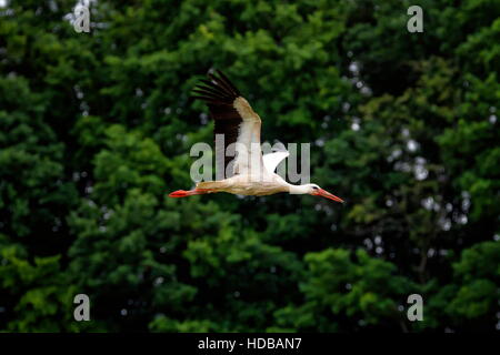 Cigogne blanche européenne, ciconia, battant en face d'arbres Banque D'Images