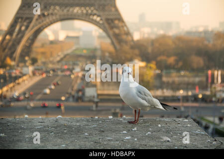 Mouette en face de la Tour Eiffel à Paris, France Banque D'Images