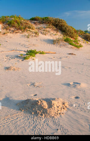 Malaquite Beach dune, Padre Island National Seashore, Texas Banque D'Images