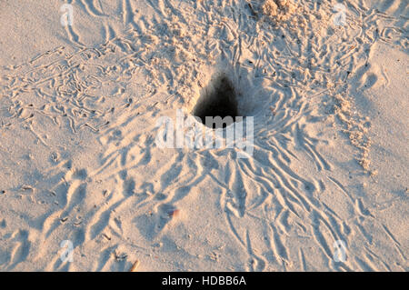 Malaquite Beach crab burrow, Padre Island National Seashore, Texas Banque D'Images