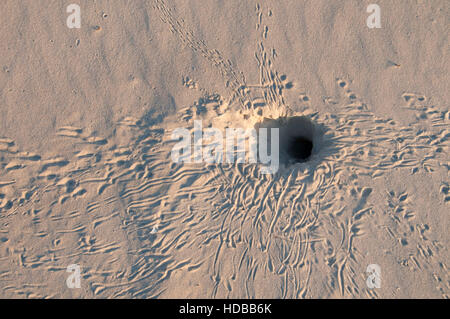 Malaquite Beach crab burrow, Padre Island National Seashore, Texas Banque D'Images