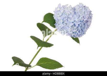 Hortensia fleur bleue sur fond blanc. Chemin de coupure à l'intérieur Banque D'Images