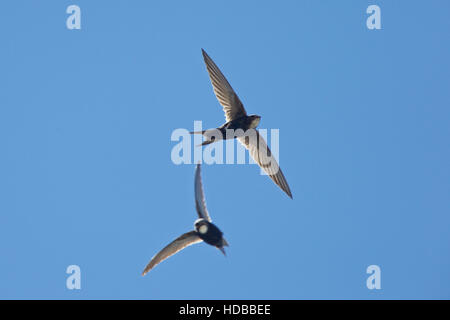 Swift à croupion blanc (Apus caffer), une paire en vol, près de Algeciras, Andalousie, espagne. Banque D'Images