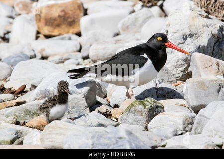 Magellanic oystercatcher (Haematopus leucopodus) adulte debout sur un rivage rocailleux, Îles Falkland Banque D'Images