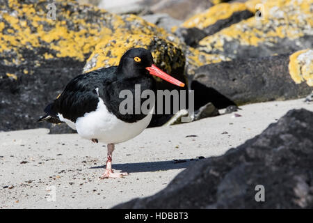 Magellanic oystercatcher (Haematopus leucopodus) adulte debout sur une jambe sur la plage de sable près de couverts de lichen rock, Îles Falkland Banque D'Images