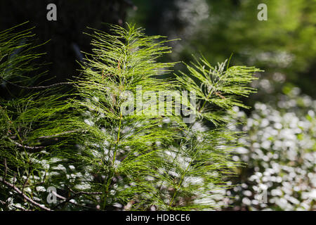 La prêle Equisetum arvense, dans le rétro-éclairage dans la forêt Banque D'Images