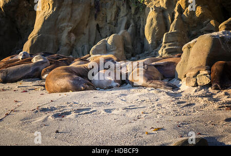 Groupe de phoques allongés sur une plage. La Jolla, Californie, USA. Banque D'Images