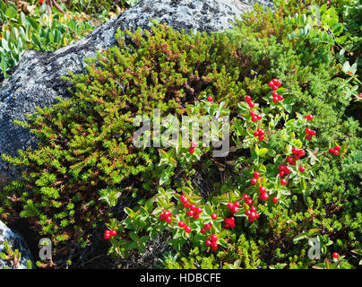 Dwarf Cornel - Cornouiller du Canada Cornus suecica - aux fruits rouges Banque D'Images