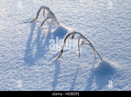 Deux brins d'herbe couverte de neige Banque D'Images