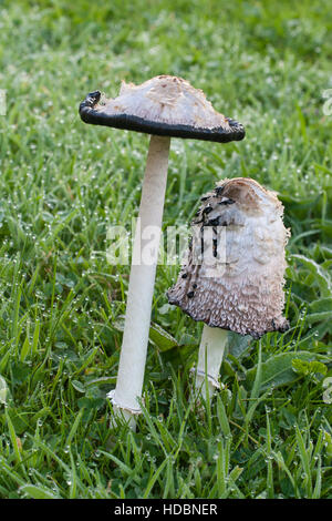 Shaggy cap d'encre montrant des champignons cycle de vie et déliquescence Banque D'Images