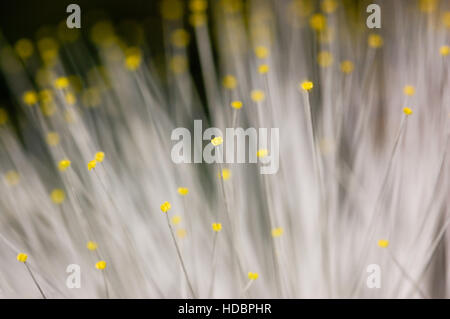 Acacia nemu (Albizia julibrissin), Calliandra, gros plan de fleurs Banque D'Images