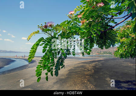 Branche d'acacia (Albizzia julibrissin) avec des fleurs roses sur une plage de sable noir au Costa Rica Banque D'Images