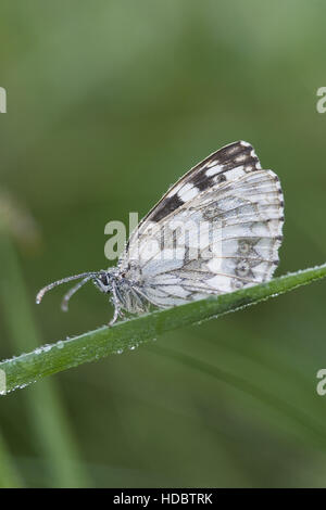 Blanc marbré (Melanargia galathea) au début de la rosée du matin Banque D'Images