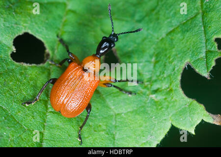 Hazel (Apoderus coryli) sur une feuille Banque D'Images