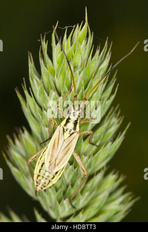 Leptopterna dolabrata herbe (Bug) Banque D'Images