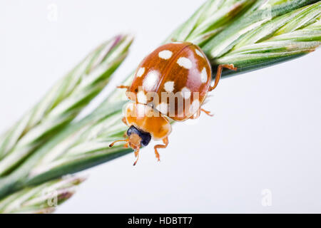 La Coccinelle à points crème ou 14 points (Coccinelle Calvia quatuordecimguttata) Banque D'Images