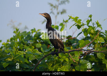 Peu de cormoran (Phalacrocorax niger) dans l'arbre, Bueng Boraphet, province de Nakhon Sawan, Thaïlande Banque D'Images