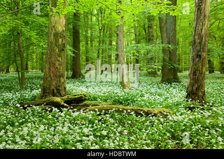 Recherche européenne ou le hêtre commun (Fagus sylvatica) forest, le bois mort, l'ail des ours (Allium ursinum) en fleur, Parc national du Hainich Banque D'Images