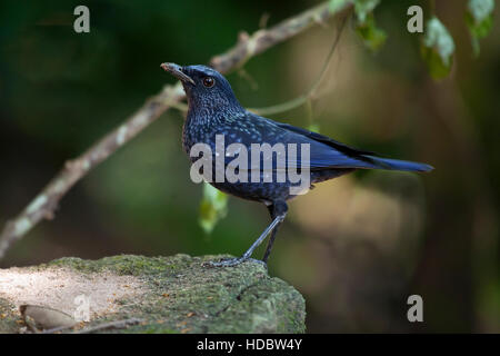 Sifflement bleu Bicknell (Myophonus caeruleus) debout sur la pierre, le parc national de Mae Wong, Surat Thani, Thaïlande Parc Historique Banque D'Images