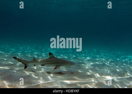 Blacktip Reef Shark nursery. Les jeunes requins de récif profitez de la sécurité de l'eau peu profonde qui fournit l'éclairage sensationnel. Banque D'Images