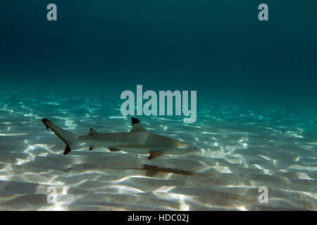 Blacktip Reef Shark nursery. Les jeunes requins de récif profitez de la sécurité de l'eau peu profonde qui fournit l'éclairage sensationnel. Banque D'Images