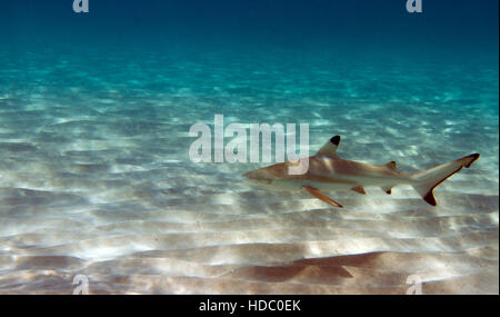 Blacktip Reef Shark nursery. Les jeunes requins de récif profitez de la sécurité de l'eau peu profonde qui fournit l'éclairage sensationnel. Banque D'Images