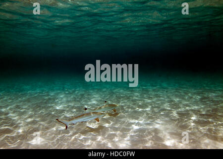 Blacktip Reef Shark nursery. Les jeunes requins de récif profitez de la sécurité de l'eau peu profonde qui fournit l'éclairage sensationnel. Banque D'Images