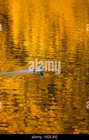 Mallard Anus platyrhyncha nageant à travers les réflexions d'automne les arbres de chêne Banque D'Images