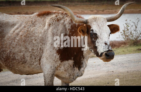 Un Longhorn steer fixe la caméra vers le bas Banque D'Images