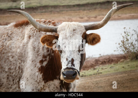 Un Longhorn steer fixe la caméra vers le bas Banque D'Images