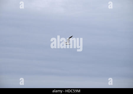 Great Black-retour (Larus marinus) en vol, de l'Islande. Banque D'Images