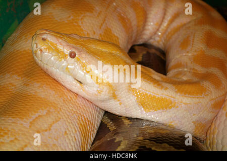 Python birman (Python albinos bivittatus) Banque D'Images