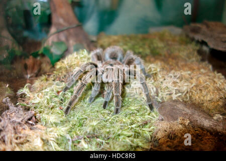 Une rose du Chili (Grammostola rosea), également connu sous le nom de la rose hair tarantula ou rousse tarentule chilienne Banque D'Images