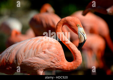 Flamant des Caraïbes nom Latin Phoenicopterus ruber Banque D'Images