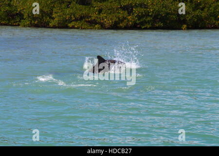 Dauphins sautant Banque D'Images