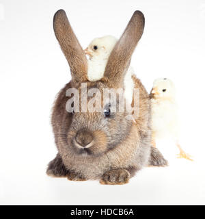 Joyeuses Pâques . Lapin et poussins. Banque D'Images