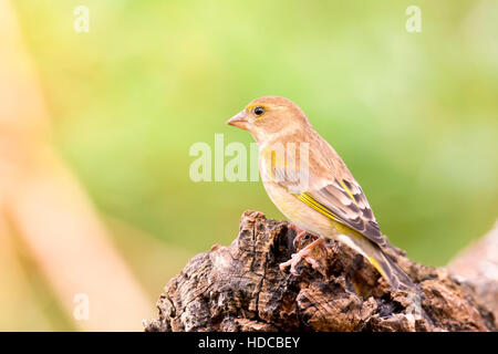 Direction générale de la femme Chaffinch sur dans la nature piscine Banque D'Images