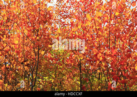 Belle rouge feuilles de tremble à l'automne dans la forêt Banque D'Images