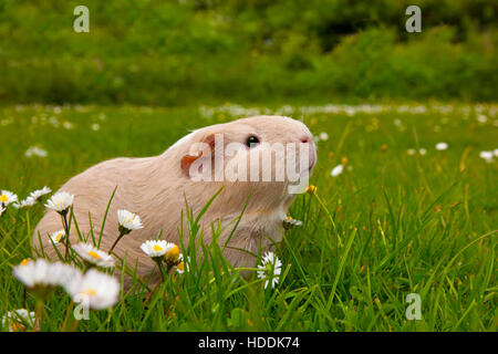 Cochon d'Inde à portée libre sur l'herbe avec des daises Banque D'Images