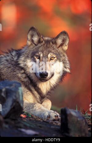 Un jeune homme nommé loup gris tacheté Voyage dans la nature le 24 janvier 2006 dans le nord-ouest du Pacifique. Voyage a été précédemment nommé ou-7 car il était le septième loup gris en Oregon pour être équipé d'un dispositif de repérage GPS. Voyage a suivi plus de 3 000 kilomètres entre l'Oregon et en Californie. Banque D'Images