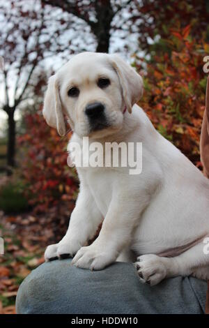 Yellow Lab Puppy Labrador Retriever Golden mignon bébé Banque D'Images