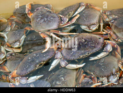 Les frais le crabe dormeur à vendre à la Newport la jetée de pêche et les quais le 6 août 2009 à Newport, Oregon. Banque D'Images