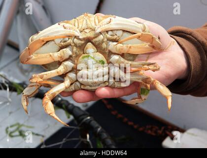 Un pêcheur est titulaire d'un crabe dormeur femelle à la Newport la jetée de pêche et les quais le 14 août 2009 à Newport, Oregon. Il est illégal de garder les crabes femelles, qui peuvent être identifiés par la taille et la forme de leur abdomen. Banque D'Images